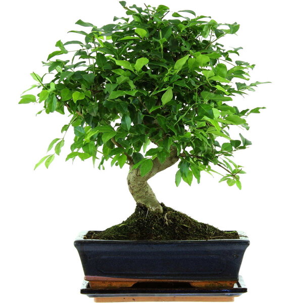 Troène de Chine, Bonsai, 11 ans, 40cm