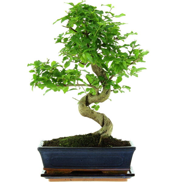 Troène de Chine, Bonsai, 11 ans, 43cm