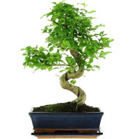 Tro&egrave;ne de Chine, Bonsai, 11 ans, 43cm