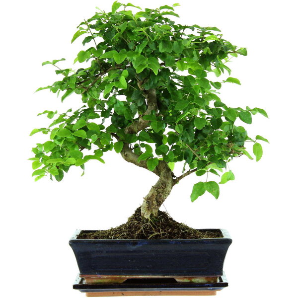 Ligustro chino, Bonsai, 11 años, 43cm