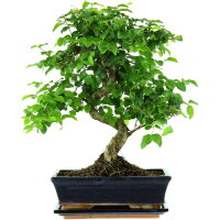 Chinesischer Liguster, Bonsai, 11 Jahre, 43cm