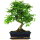 Ligustr chinski, Bonsai, 11 letnie, 43cm