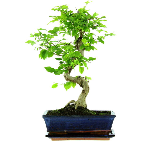 Troène de Chine, Bonsai, 11 ans, 46cm