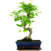 Tro&egrave;ne de Chine, Bonsai, 11 ans, 46cm