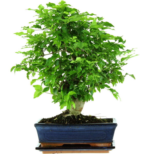 Japanese privet, Bonsai, 11 years, 43cm