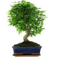 Ligustro chino, Bonsai, 11 años, 45cm