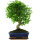 Ligustr chinski, Bonsai, 11 letnie, 45cm