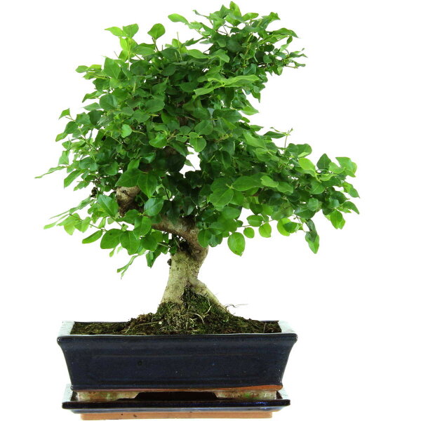 Ligustro chino, Bonsai, 11 años, 41cm