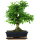 Ligustr chinski, Bonsai, 11 letnie, 41cm