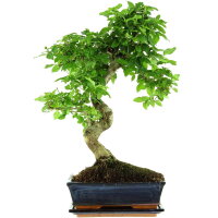 Chinesischer Liguster, Bonsai, 11 Jahre, 41cm