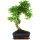 Ligustr chinski, Bonsai, 11 letnie, 41cm