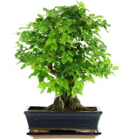 Japanese privet, Bonsai, 11 years, 40cm