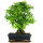 Ligustr chinski, Bonsai, 11 letnie, 40cm