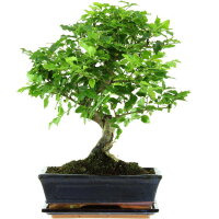 Japanese privet, Bonsai, 11 years, 41cm