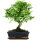 Ligustro cinese, Bonsai, 11 anni, 41cm