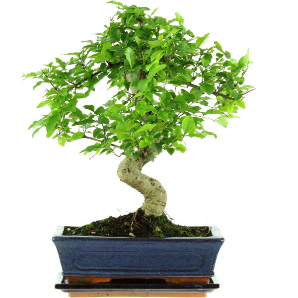 Japanese privet, Bonsai, 11 years, 41cm