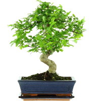 Ligustr chinski, Bonsai, 11 letnie, 41cm