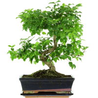 Ligustro chino, Bonsai, 11 a&ntilde;os, 41cm