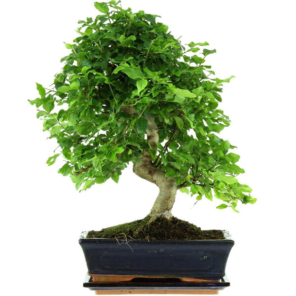 Troène de Chine, Bonsai, 11 ans, 45cm