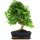 Ligustr chinski, Bonsai, 11 letnie, 45cm