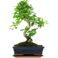 Ligustro chino, Bonsai, 11 años, 42cm