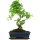 Ligustr chinski, Bonsai, 11 letnie, 42cm