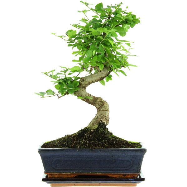 Troène de Chine, Bonsai, 11 ans, 40cm