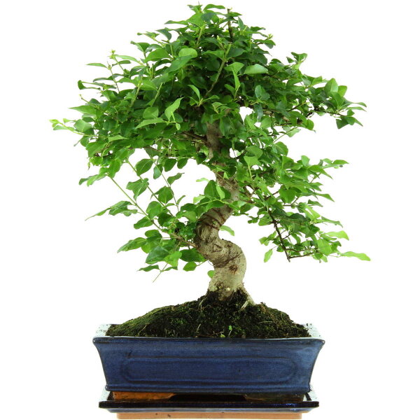 Japanese privet, Bonsai, 11 years, 43cm