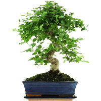 Ligustro cinese, Bonsai, 11 anni, 43cm