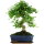 Ligustr chinski, Bonsai, 11 letnie, 43cm