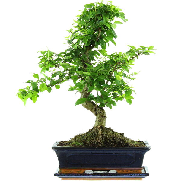 Troène de Chine, Bonsai, 12 ans, 51cm