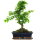 Ligustr chinski, Bonsai, 12 letnie, 51cm