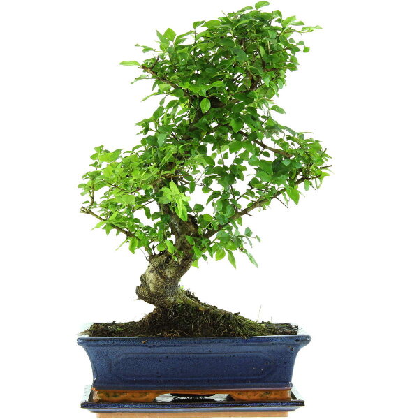 Chinesischer Liguster, Bonsai, 12 Jahre, 50cm