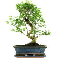 Ligustro chino, Bonsai, 12 años, 48cm