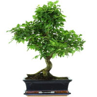 Chinesischer Liguster, Bonsai, 12 Jahre, 52cm