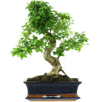 Ligustro chino, Bonsai, 12 años, 49cm