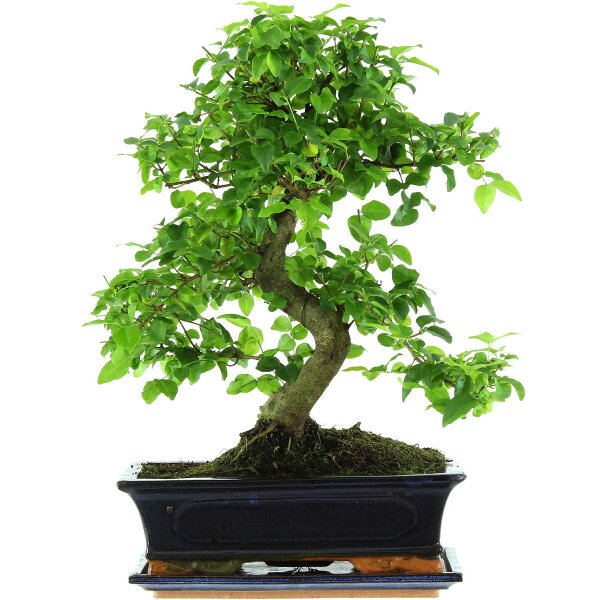 Japanese privet, Bonsai, 12 years, 49cm