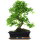 Japanese privet, Bonsai, 12 years, 49cm