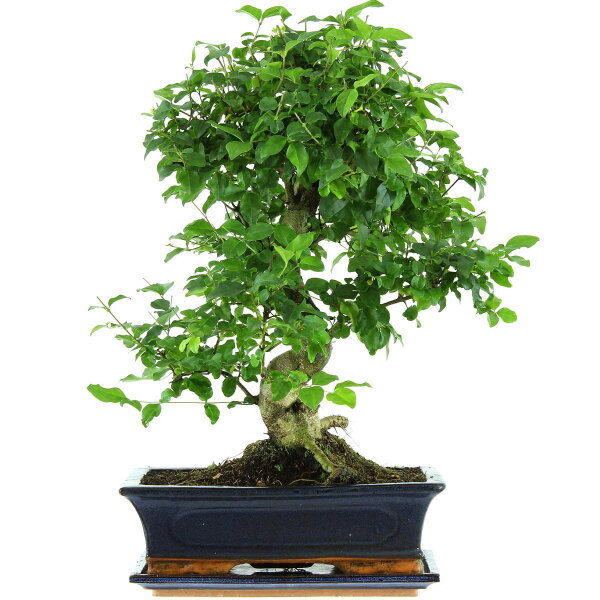 Troène de Chine, Bonsai, 12 ans, 52cm