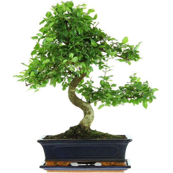 Ligustro chino, Bonsai, 12 años, 51cm