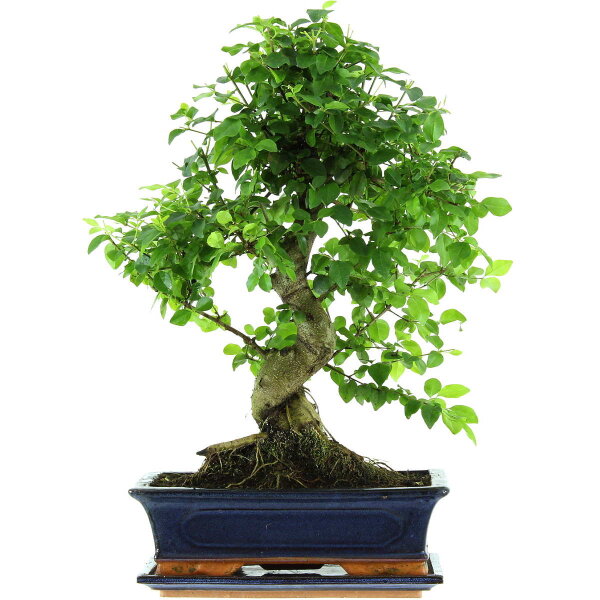 Ligustro chino, Bonsai, 12 años, 52cm