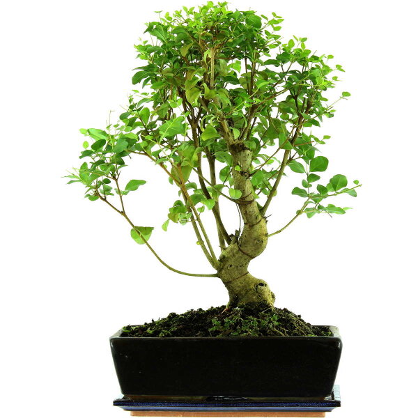 Troène de Chine, Bonsai, 12 ans, 49cm