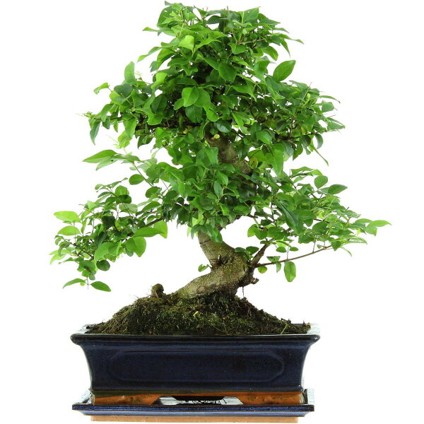 Ligustro chino, Bonsai, 12 años, 48cm