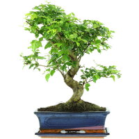 Ligustro chino, Bonsai, 12 años, 49cm