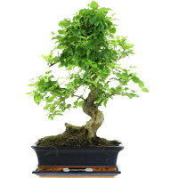 Japanese privet, Bonsai, 12 years, 52cm