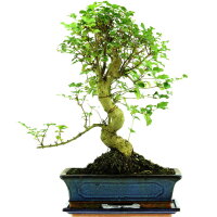 Chinesischer Liguster, Bonsai, 12 Jahre, 49cm