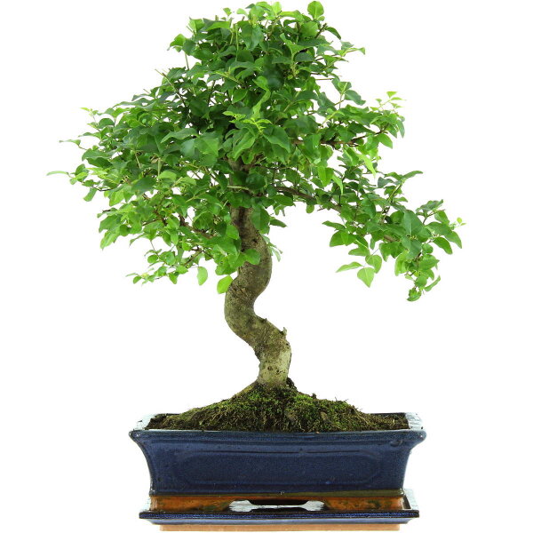 Troène de Chine, Bonsai, 12 ans, 50cm