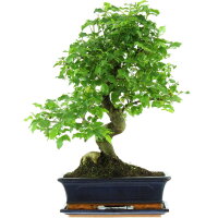 Tro&egrave;ne de Chine, Bonsai, 12 ans, 53cm