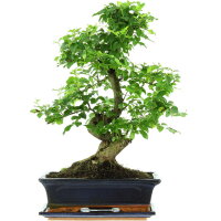 Japanese privet, Bonsai, 12 years, 50cm