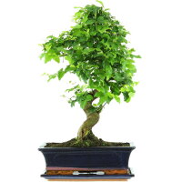 Ligustro cinese, Bonsai, 12 anni, 51cm